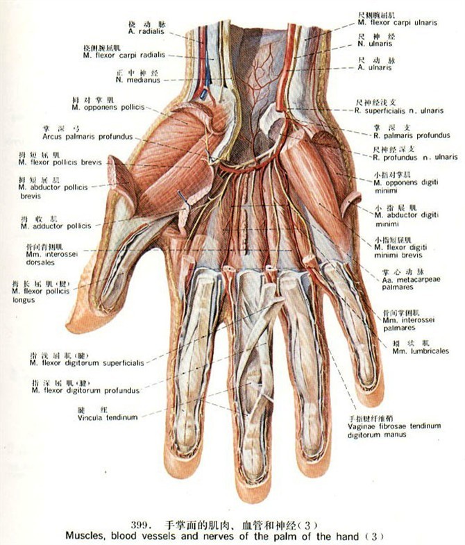 手的肌肉图