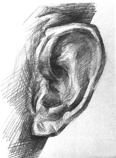 素描�^像局部耳朵