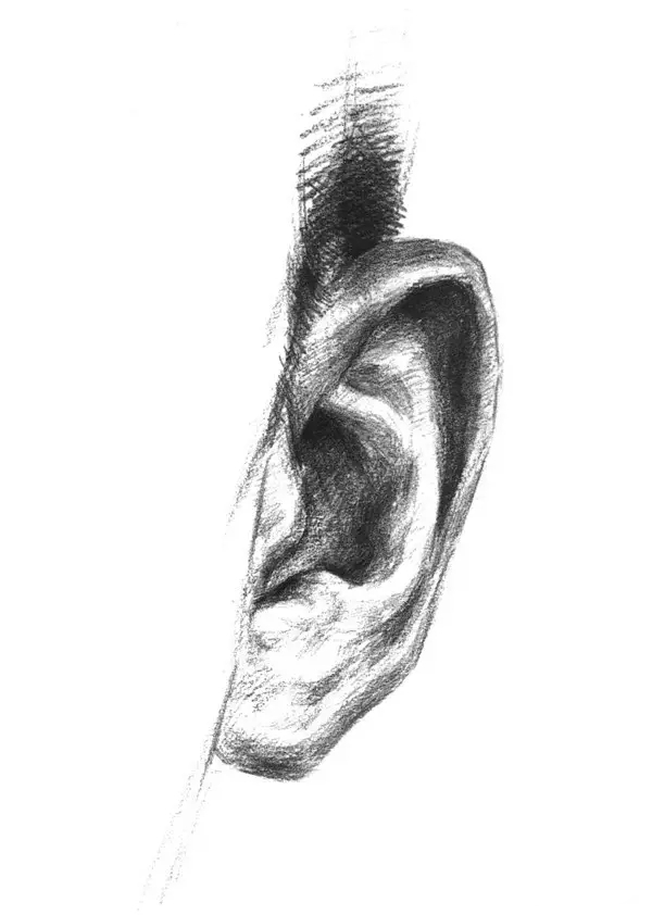 素描�^像局部耳朵